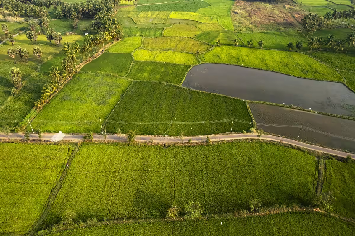 Vibrant green agricultural crop field showcasing sustainable farming and plant resilience