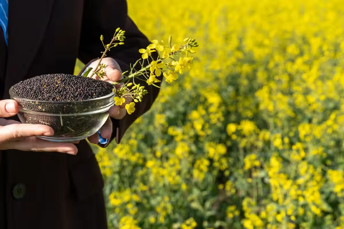 A sprawling agricultural landscape showcasing healthy maturing oilseed crops ready for bulk harvesting