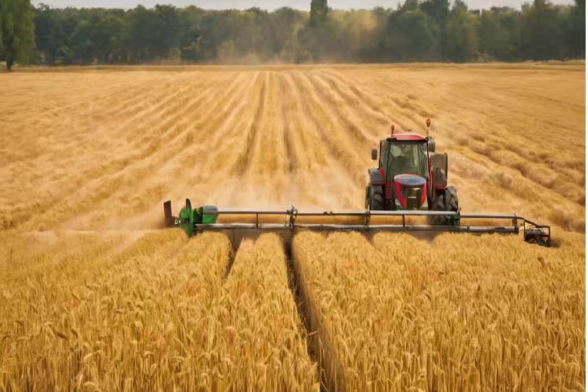 Global agricultural field with wheat and pulses ready for harvest