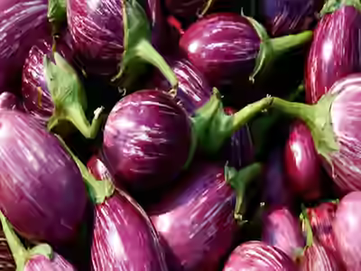 Brinjal