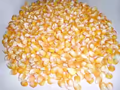 Corn