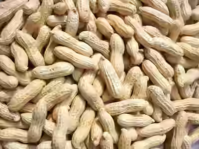 Handling Oilseeds