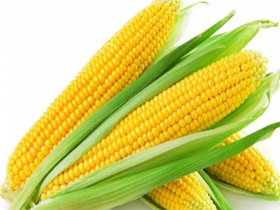 Maize
