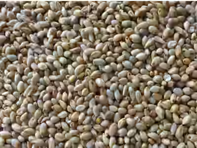 Direct Farm Sourcing