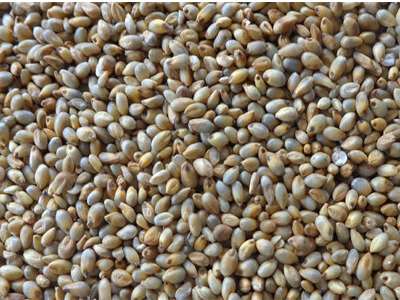 Pearl Millet