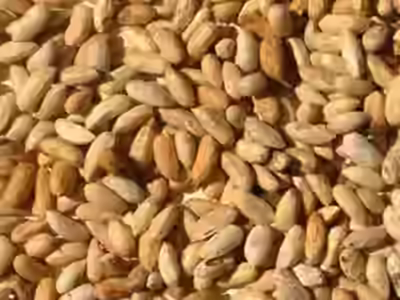 Neem Seeds