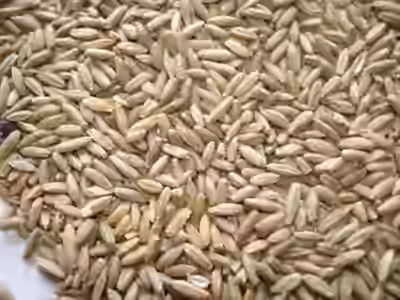 Finger Millet