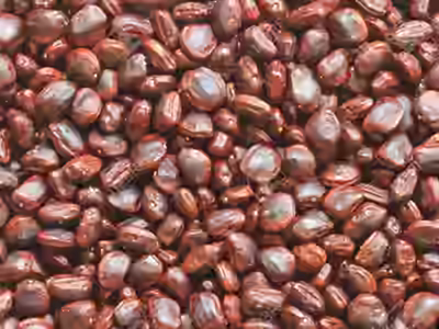 Tamarind Seeds