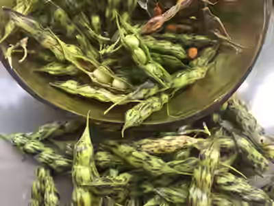 Growing Demand for Indian Spices
